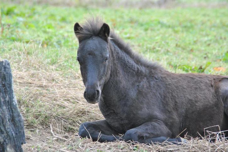 magnifique poulain à vendre, Dieren en Toebehoren, Paarden en Pony's | Verzorgingsproducten, Ophalen
