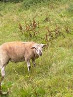 Sterk ramlam te koop, geschikt als dekram, Dieren en Toebehoren, Schapen, Geiten en Varkens, Mannelijk, Schaap, 0 tot 2 jaar