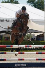 Ruiter voor het dressuurmatig rijden van jonge springpaarden, Animaux & Accessoires, Plusieurs animaux, Z, Cheval de saut, Avec pedigree