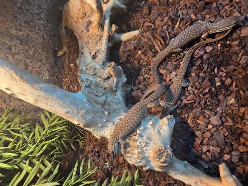 Jonge stekelstaartvaranen, Dieren en Toebehoren, Reptielen en Amfibieën, Amfibie
