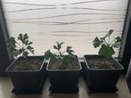 Ginkgo Biloba, Ophalen