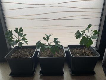 Ginkgo Biloba beschikbaar voor biedingen