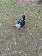 Forse hanen, Dieren en Toebehoren, Pluimvee