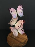 Vlucht van 3 exotische vlinders Protogoniomorpha Parhassus, Antiek en Kunst, Ophalen of Verzenden