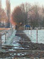 Halve stal gezocht, Dieren en Toebehoren, Paarden