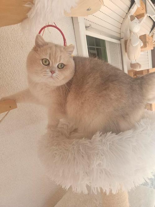 Dekkater Britse korthaar NIET TE KOOP, Dieren en Toebehoren, Katten en Kittens | Dekkaters, 0 tot 2 jaar