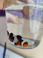 Clown casqué, Dieren en Toebehoren, Vissen | Aquariumvissen