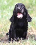 Engelse Cocker pups, Dieren en Toebehoren, Honden | Retrievers, Spaniëls en Waterhonden, België, CDV (hondenziekte), 8 tot 15 weken
