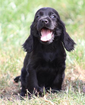 Engelse Cocker pups beschikbaar voor biedingen