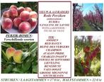 PERZIKBOMEN: Struiken 17€, Laagstam 17€/stuk, Volle zon, Vaste plant, Ophalen of Verzenden, Fruitplanten