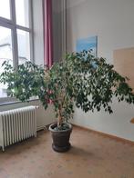Plante Ficus, Ophalen, Ficus, Halfschaduw, In pot