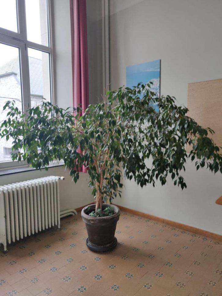Plante Ficus, Huis en Inrichting, Kamerplanten, Ficus, 150 tot 200 cm, Groene kamerplant, Halfschaduw, In pot, Ophalen