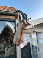 Taxidermie Afrikaanse antilope, Ophalen of Verzenden
