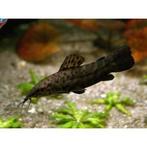 Kwi kwi gratis optehalen, Dieren en Toebehoren, Vissen | Aquariumvissen, Vis, Zoetwatervis