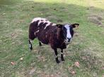 Schaap ooi, Dieren en Toebehoren, Schapen, Geiten en Varkens, Schaap