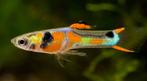 Endler guppies