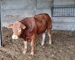 Te koop: Hoornloze dekstier limousin, Mannelijk, 0 tot 2 jaar