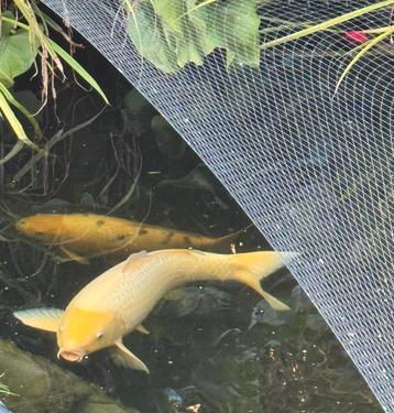 Koi Platinum ogon 85 cm beschikbaar voor biedingen