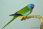 Splendid gezocht, Dieren en Toebehoren