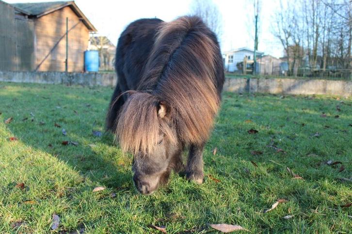 Super brave kleine shetlandmerrie, Animaux & Accessoires, Poneys, Jument, Poney A (jusqu'à 1.17 m), 0 à 2 ans, Avec puce électronique
