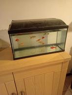 Aquarium vissen goudvissen +- 20 vissen, Dieren en Toebehoren, Ophalen