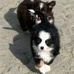 Miniature American Shepherd - puppy's te koop (Belgisch), CDV (hondenziekte), Meerdere, 8 tot 15 weken, Meerdere dieren