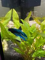 Siamese Betta Veiltail man, Dieren en Toebehoren, Vissen | Aquariumvissen, Zoetwatervis