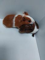 2 cavia zusjes mogen volgende week het nest verlaten, Dieren en Toebehoren, Knaagdieren, November, Cavia