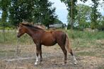 Welsh pony merrieveulen met stamboom, Dieren en Toebehoren, Merrie, B pony (1.17m tot 1.27m), Gechipt, 0 tot 2 jaar