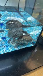 Muskusschildpadden, Dieren en Toebehoren, Reptielen en Amfibieën, Schildpad