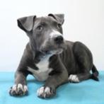 American Staffordshire Terrier pups te koop, CDV (hondenziekte), Meerdere, Meerdere dieren, Buitenland