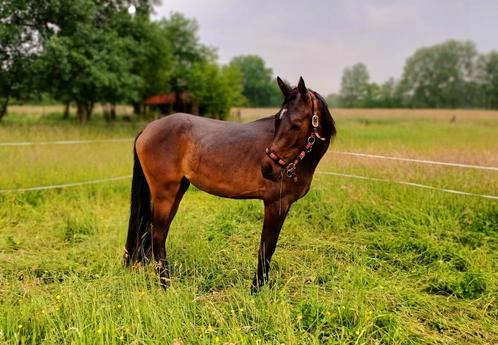 Prachtige 3 jarige D-pony, Animaux & Accessoires, Poneys, Jument, Débourré, Poney D (1.37 m à 1.48m), Poney de dressage, 3 à 6 ans