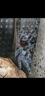 Avicularia versicolor( boomspin), Dieren en Toebehoren, Spin of Schorpioen