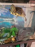 Schildpad ca 16 cm, Ophalen