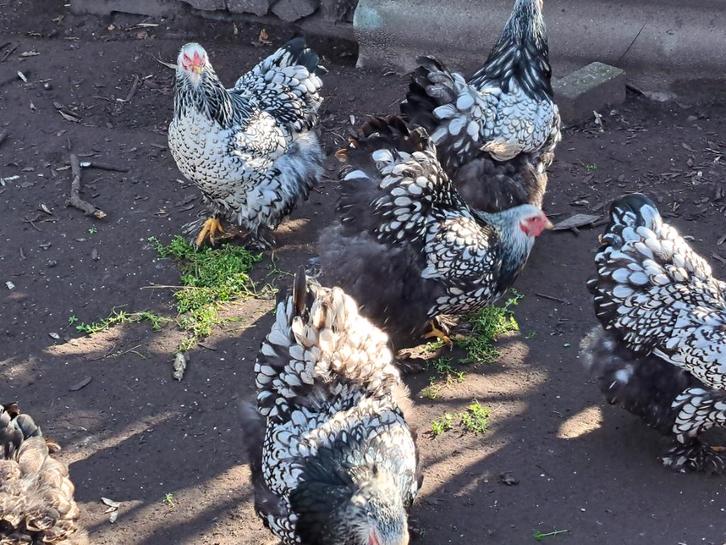 Broedeieren brahma zilver zwart groothoender, Dieren en Toebehoren, Pluimvee, Kip, Meerdere dieren