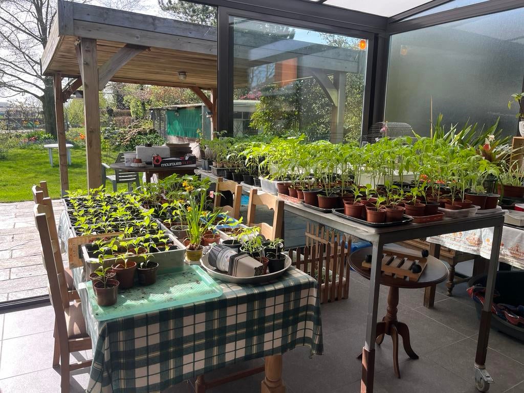 Plants de tomates, Jardin & Terrasse, Plantes | Jardin, Annuelle, Plein soleil, Été, Enlèvement