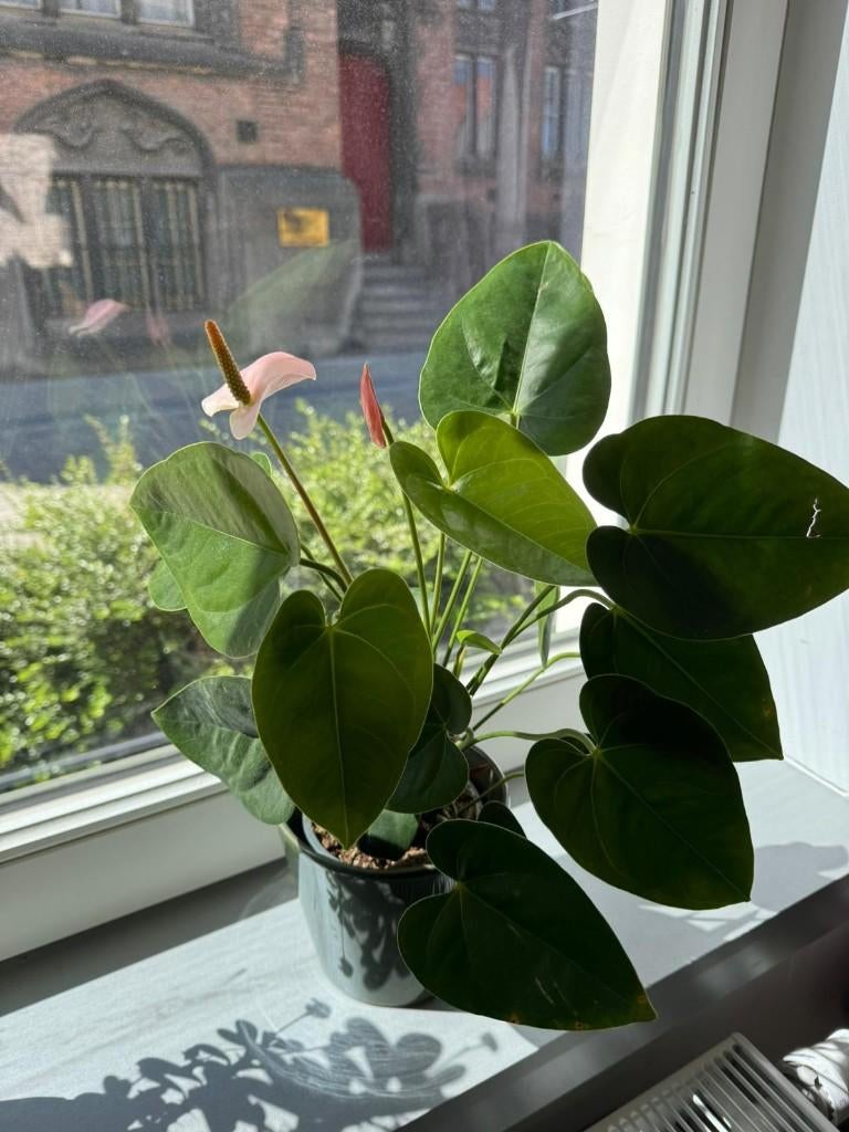 Plante d'intérieur - pot inclus, Maison & Meubles, Plantes d'intérieur, Enlèvement ou Envoi, En pot