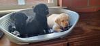 Labrador pups, Labrador retriever, Plusieurs, Hépatite contagieuse (maladie de Rubarth), Belgique