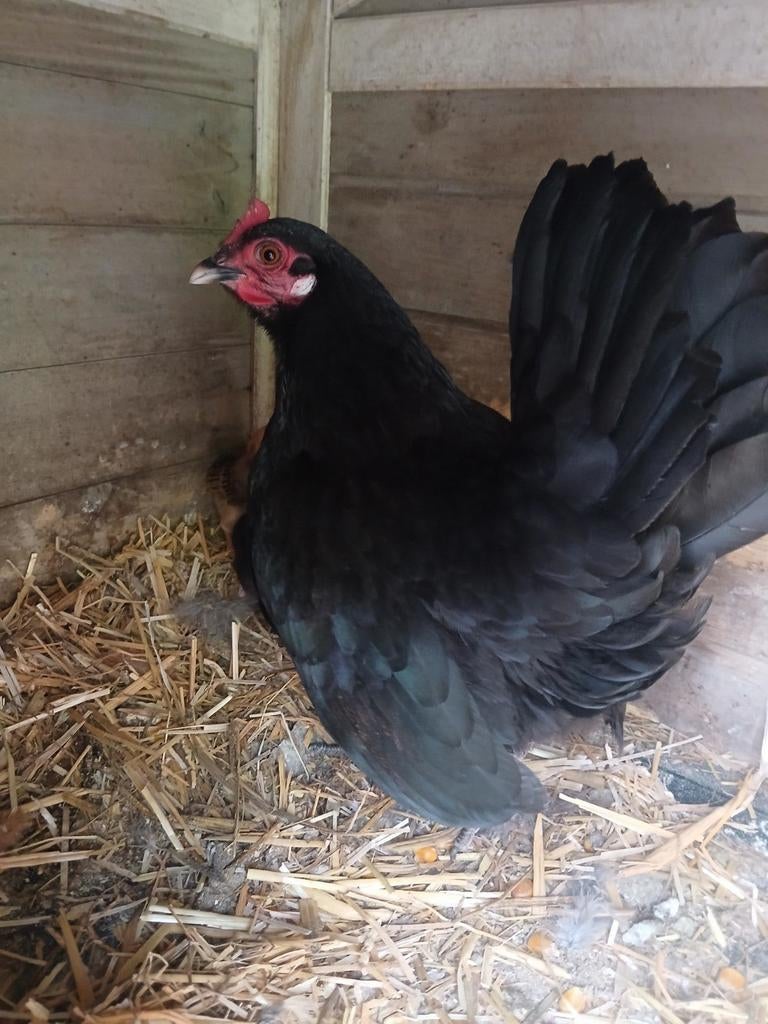 Serama kip met 4 kuikens van 2 week oud, Animaux & Accessoires, Volatiles, Poule ou poulet