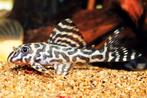 L333 white line, King Tiger Pleco, Hypancistrus, Dieren en Toebehoren, Vissen | Aquariumvissen, Vis, Zoetwatervis
