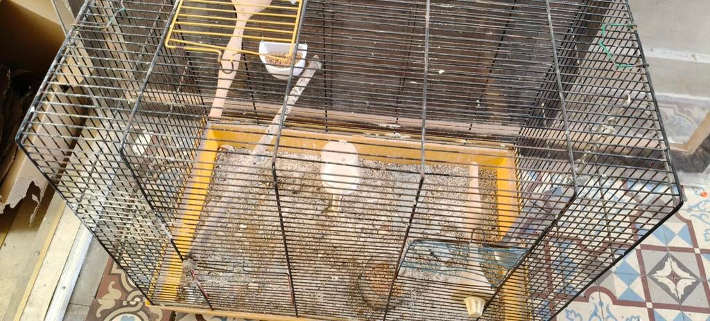 Cage pour oiseaux, Animaux & Accessoires