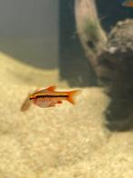 Barbel aux cerises, Poisson, Poisson d'eau douce