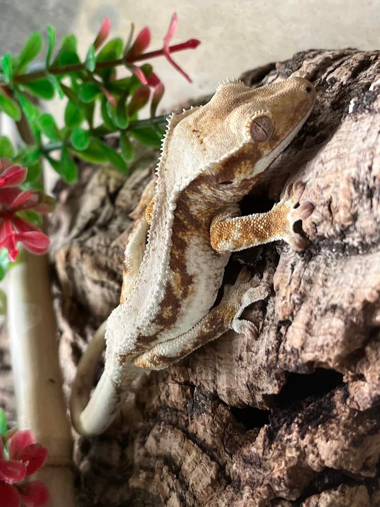 Orange tricolor Lilly white wimpergekko ciliatus