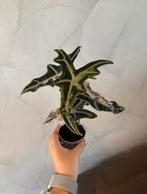 Tubercules roses d'Alocasia nobilis, Enlèvement ou Envoi