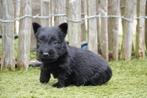 Prachtige Schotse Terriër pups, met stamboom, Dieren en Toebehoren, Honden | Jack Russells en Terriërs, Parvo, België, Overige rassen