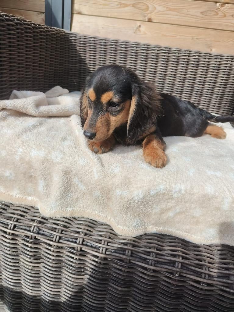 Beaux chiots teckel, Animaux & Accessoires, Parvovirose, Chienne, Belgique, Poils longs