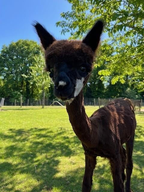 Alpaca merries en ruin te koop, Dieren en Toebehoren, Overige Dieren, Juli