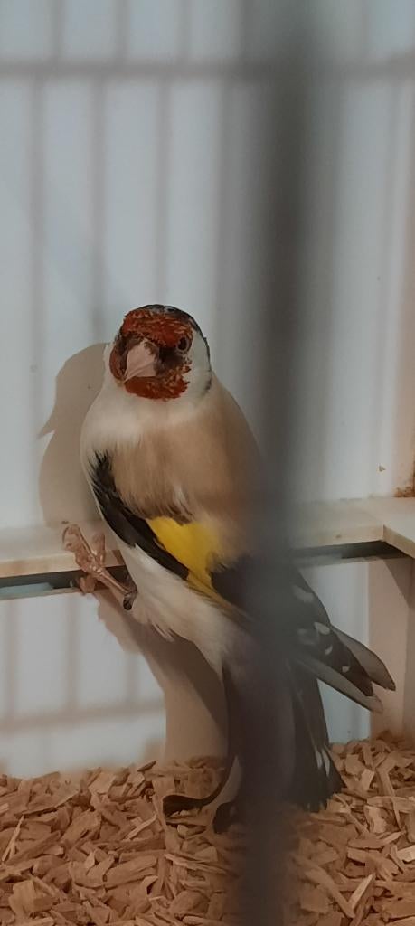 Distelvink  mutatie pop, Dieren en Toebehoren, Vogels | Overige Vogels, Vrouwelijk, Geringd