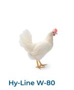 Cherche œufs Fécondés de poules pondeuses Hy-Line W-80