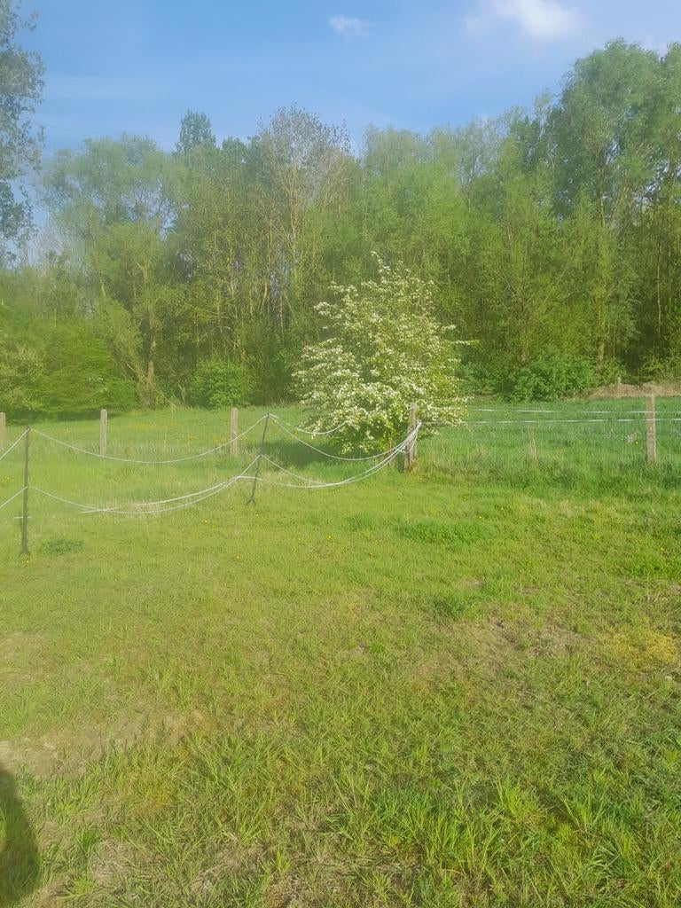 Weide te huur te Balegem